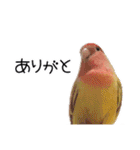 らぶばあああっど＋（個別スタンプ：20）