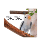 らぶばあああっど＋（個別スタンプ：24）