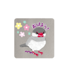 シルバー文鳥くん（個別スタンプ：3）