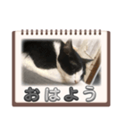 私の猫 LINEスタンプ（個別スタンプ：1）