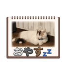 私の猫 LINEスタンプ（個別スタンプ：2）