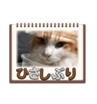 私の猫 LINEスタンプ（個別スタンプ：3）