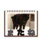 私の猫 LINEスタンプ（個別スタンプ：4）