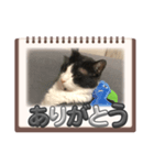 私の猫 LINEスタンプ（個別スタンプ：5）