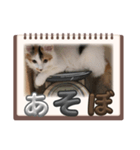 私の猫 LINEスタンプ（個別スタンプ：6）