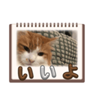 私の猫 LINEスタンプ（個別スタンプ：7）