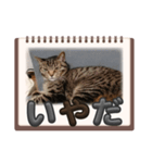 私の猫 LINEスタンプ（個別スタンプ：8）