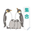 ペンギンたちの日常メッセージスタンプ（個別スタンプ：1）