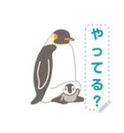 ペンギンたちの日常メッセージスタンプ（個別スタンプ：3）