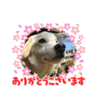 ラブラドールな毎日♡犬の日スペシャル40（個別スタンプ：1）