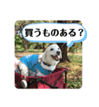 ラブラドールな毎日♡犬の日スペシャル40（個別スタンプ：9）