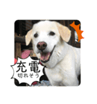 ラブラドールな毎日♡犬の日スペシャル40（個別スタンプ：15）