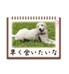 ラブラドールな毎日♡犬の日スペシャル40（個別スタンプ：23）