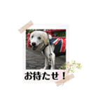 ラブラドールな毎日♡犬の日スペシャル40（個別スタンプ：25）