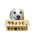 ラブラドールな毎日♡犬の日スペシャル40（個別スタンプ：26）