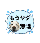 ラブラドールな毎日♡犬の日スペシャル40（個別スタンプ：28）