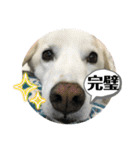 ラブラドールな毎日♡犬の日スペシャル40（個別スタンプ：37）