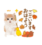 かわいい猫❤️飛び出す❤️ねこ❤️秋（個別スタンプ：2）