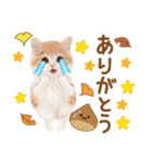 かわいい猫❤️飛び出す❤️ねこ❤️秋（個別スタンプ：12）
