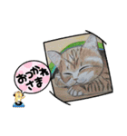 おおさかねこちゃん10（個別スタンプ：9）