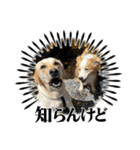 スバルfamily（個別スタンプ：13）