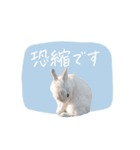 うさぎのLaniさん(日常で使える敬語)（個別スタンプ：1）
