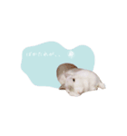 うさぎのLaniさん(日常で使える敬語)（個別スタンプ：3）
