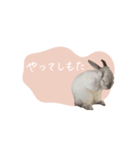 うさぎのLaniさん(日常で使える敬語)（個別スタンプ：4）