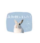 うさぎのLaniさん(日常で使える敬語)（個別スタンプ：5）