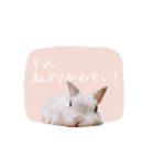 うさぎのLaniさん(日常で使える敬語)（個別スタンプ：6）