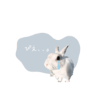 うさぎのLaniさん(日常で使える敬語)（個別スタンプ：8）