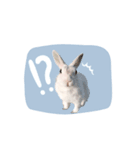 うさぎのLaniさん(日常で使える敬語)（個別スタンプ：10）