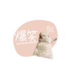 うさぎのLaniさん(日常で使える敬語)（個別スタンプ：11）
