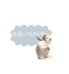 うさぎのLaniさん(日常で使える敬語)（個別スタンプ：12）