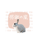 うさぎのLaniさん(日常で使える敬語)（個別スタンプ：14）
