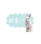 うさぎのLaniさん(日常で使える敬語)（個別スタンプ：15）