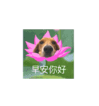 元宝の犬生（個別スタンプ：17）