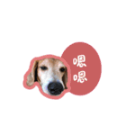 元宝の犬生（個別スタンプ：19）