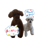 トイプードル毎日可愛い40スタンプ犬の日（個別スタンプ：1）