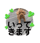 トイプードル毎日可愛い40スタンプ犬の日（個別スタンプ：3）