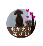 トイプードル毎日可愛い40スタンプ犬の日（個別スタンプ：5）