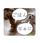 トイプードル毎日可愛い40スタンプ犬の日（個別スタンプ：6）