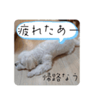 トイプードル毎日可愛い40スタンプ犬の日（個別スタンプ：22）