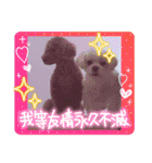 トイプードル毎日可愛い40スタンプ犬の日（個別スタンプ：30）