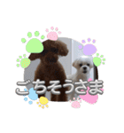 トイプードル毎日可愛い40スタンプ犬の日（個別スタンプ：34）