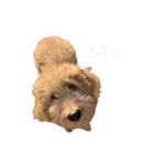 スタンダードプードル ガブの日常（個別スタンプ：8）