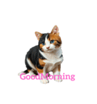 三毛猫 calico cat（個別スタンプ：8）