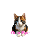 三毛猫 calico cat（個別スタンプ：10）