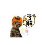 粋の日常（個別スタンプ：1）