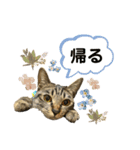 粋の日常（個別スタンプ：4）
